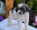 Small Photo #44 Maltipoo (Toy) Puppy For Sale in GOSHEN, IN, USA