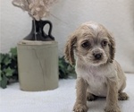 Puppy Kelly Cocker Spaniel