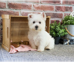 Small #2 West Highland White Terrier