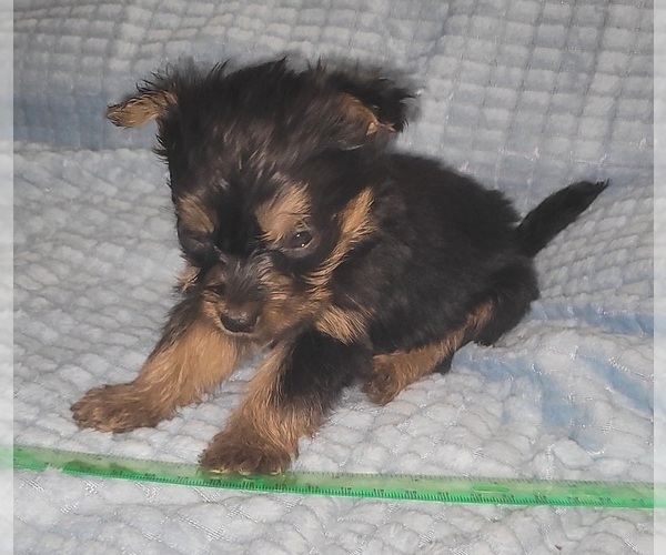 Medium Photo #267 Yorkshire Terrier Puppy For Sale in AKRON, OH, USA