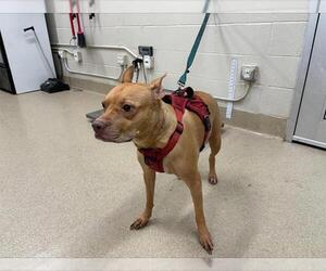 Staffordshire Bull Terrier-Unknown Mix Dogs for adoption in Grand Prairie, TX, USA