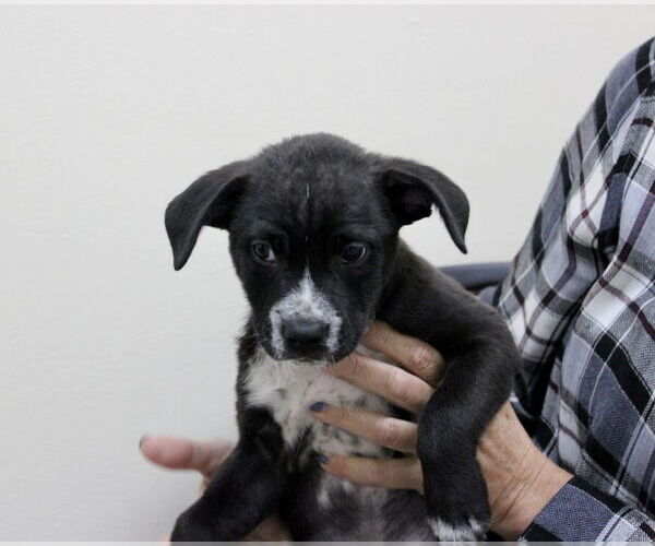 Medium Photo #4 Mutt Puppy For Sale in Mundelein, IL, USA