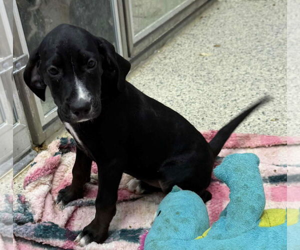 Medium Photo #2 Mutt Puppy For Sale in Mechanicsburg, PA, USA
