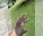 Small Photo #6 American Bully Puppy For Sale in SAINT ALBANS, WV, USA