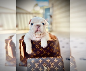 French Bulldog Puppy for sale in INMAN, SC, USA