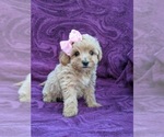 Small Photo #3 Maltipoo Puppy For Sale in LINCOLN UNIV, PA, USA