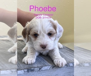 Cavapoo-Poodle (Toy) Mix Puppy for sale in NILES, MI, USA