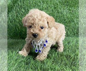 Poodle (Toy) Puppy for sale in WEST PALM BEACH, FL, USA