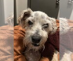 Small Photo #2 Poodle (Miniature)-Unknown Mix Puppy For Sale in Newport Beach, CA, USA