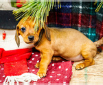 Small #1 Dachshund