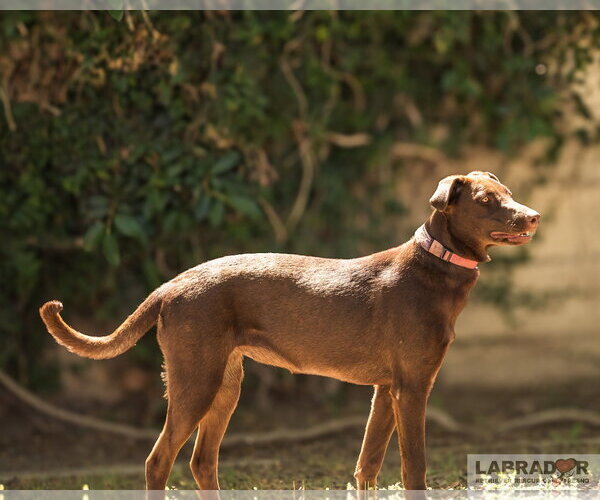 Medium Photo #4 Labrador Retriever-Unknown Mix Puppy For Sale in Clovis, CA, USA