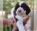 Puppy Rolo Cavapoo-Miniature Bernedoodle Mix