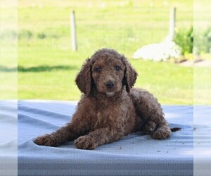 Goldendoodle-Poodle (Standard) Mix Puppy for sale in HONEY BROOK, PA, USA