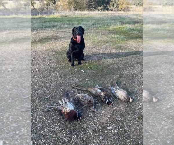 Medium Photo #1 Labrador Retriever Puppy For Sale in REDDING, CA, USA