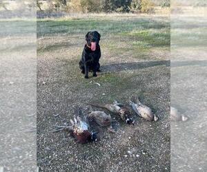 Mother of the Labrador Retriever puppies born on 09/26/2025