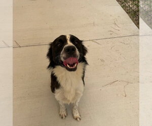 26-370 Jasper - Male Border Collie Dog for Adoption - Photo #3