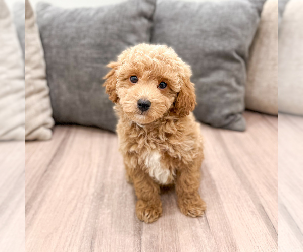 Medium Photo #5 Cavapoo (Standard) Puppy For Sale in DUNDEE, OH, USA