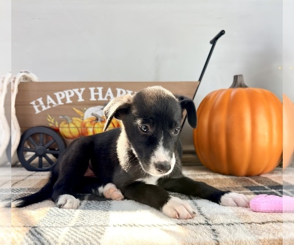 Medium Photo #2 Border Collie Puppy For Sale in GREENFIELD, IN, USA