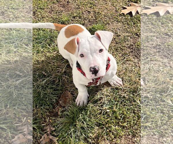 Medium Photo #1 Dachshund-Unknown Mix Puppy For Sale in Mount Laurel, NJ, USA