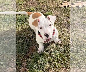 Dachshund-Unknown Mix Dogs for adoption in Mount Laurel, NJ, USA