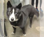 Small #5 Huskies  Mix