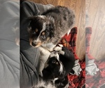 Small Photo #19 Australian Shepherd-Texas Heeler Mix Puppy For Sale in IBERIA, MO, USA