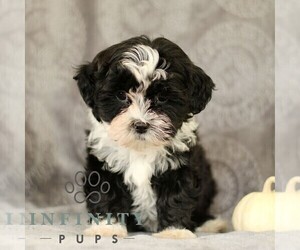 ShihPoo Puppy for sale in GORDONVILLE, PA, USA