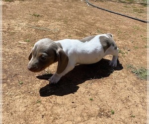 Dachshund Puppy for sale in PALMDALE, CA, USA