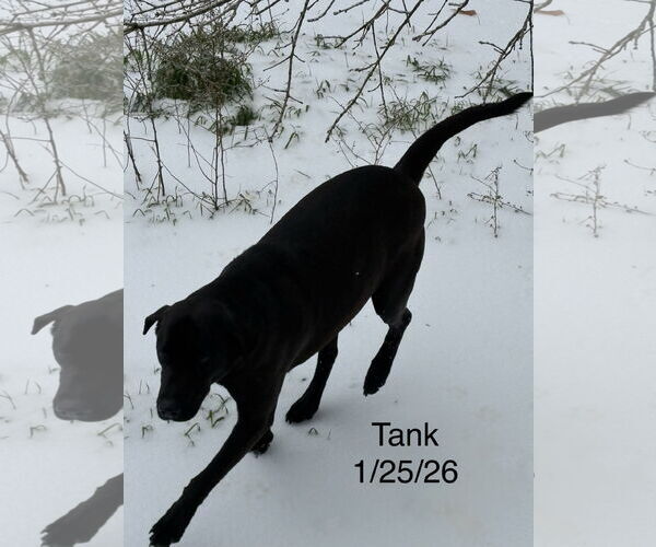 Medium Photo #3 Labrador Retriever-Unknown Mix Puppy For Sale in Farmerville, LA, USA