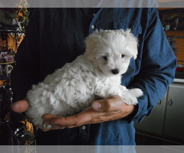 Medium Photo #7 Coton de Tulear Puppy For Sale in COLUMBIA, MO, USA