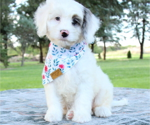 Bernedoodle (Miniature) Puppy for sale in BOSWELL, IN, USA