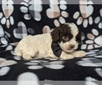 Small Photo #5 Cock-A-Poo Puppy For Sale in COCHRANVILLE, PA, USA
