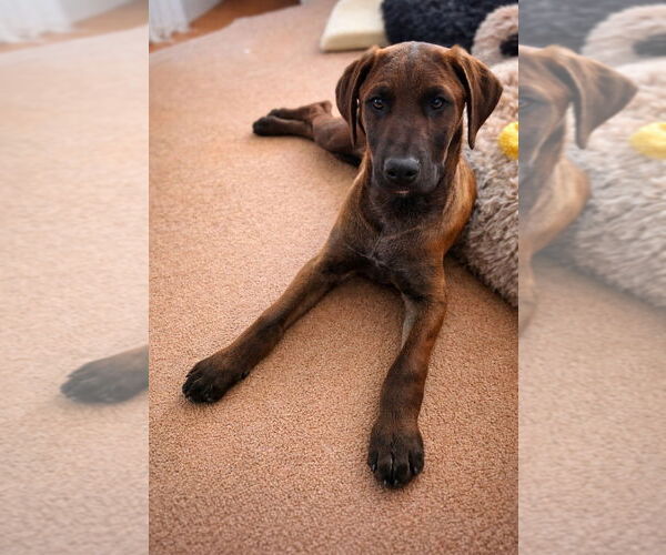 Medium Photo #6 Doberman Pinscher-Unknown Mix Puppy For Sale in Lake Forest, CA, USA