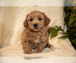 Small Photo #12 Bichpoo Puppy For Sale in LEOLA, PA, USA