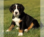 Small #2 Greater Swiss Mountain Dog