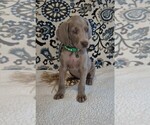Small #1 Weimaraner