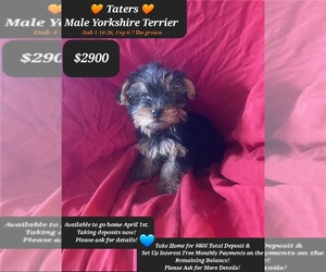 Yorkshire Terrier Puppy for sale in TUCSON, AZ, USA