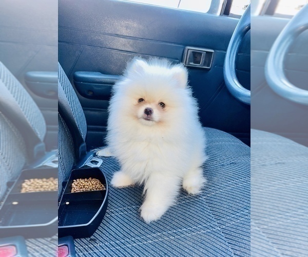 Medium Photo #1 Pomeranian Puppy For Sale in HAYWARD, CA, USA