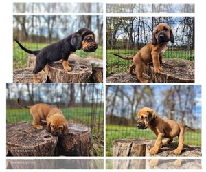 Bloodhound Puppy for sale in CUMBY, TX, USA