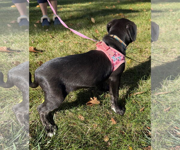 Medium Photo #2 Labrador Retriever-Unknown Mix Puppy For Sale in Clarkston, MI, USA