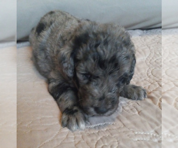 Medium Photo #14 Labradoodle Puppy For Sale in JEFFERSONTOWN, KY, USA