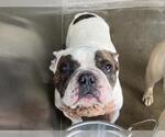 Small French Bulldog
