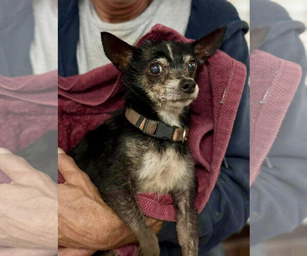 Medium Photo #2 Chihuahua-Unknown Mix Puppy For Sale in St. Louis Park, MN, USA