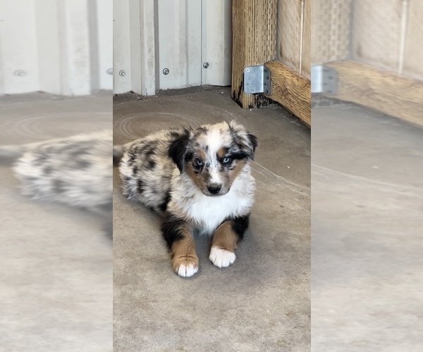 Medium Photo #1 Miniature Australian Shepherd Puppy For Sale in SANDY VALLEY, NV, USA