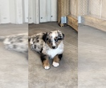 Small Miniature Australian Shepherd