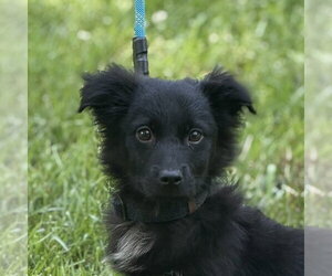 Cocker Spaniel Dogs for adoption in Yardley, PA, USA