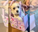 Small #2 Mutt