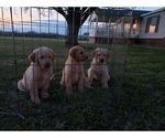 Small Photo #11 Golden Retriever Puppy For Sale in CLAREMORE, OK, USA