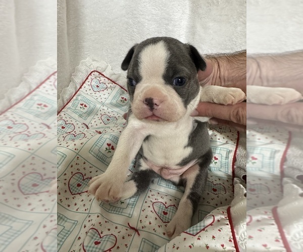 Medium Photo #4 Boston Terrier Puppy For Sale in FREDONIA, KS, USA