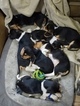 Small Photo #5 Beagle Puppy For Sale in CENTRALIA, WA, USA